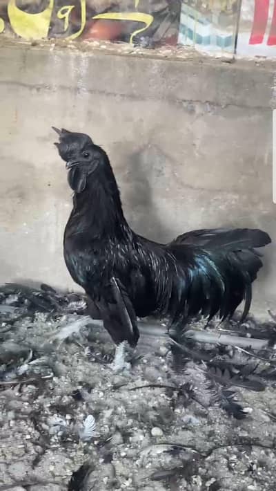 Ayam Cemani for sale