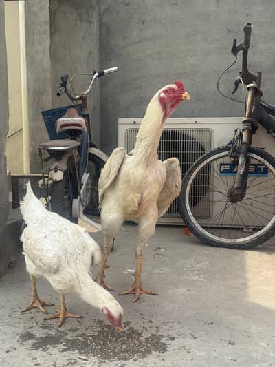 White Oh Shamo Female Breeder