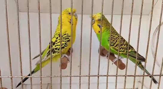 exhibition bugrie sale for sale