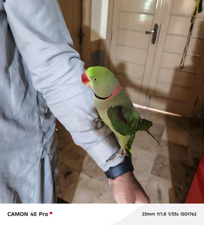 speaking Kashmiri raw parrot