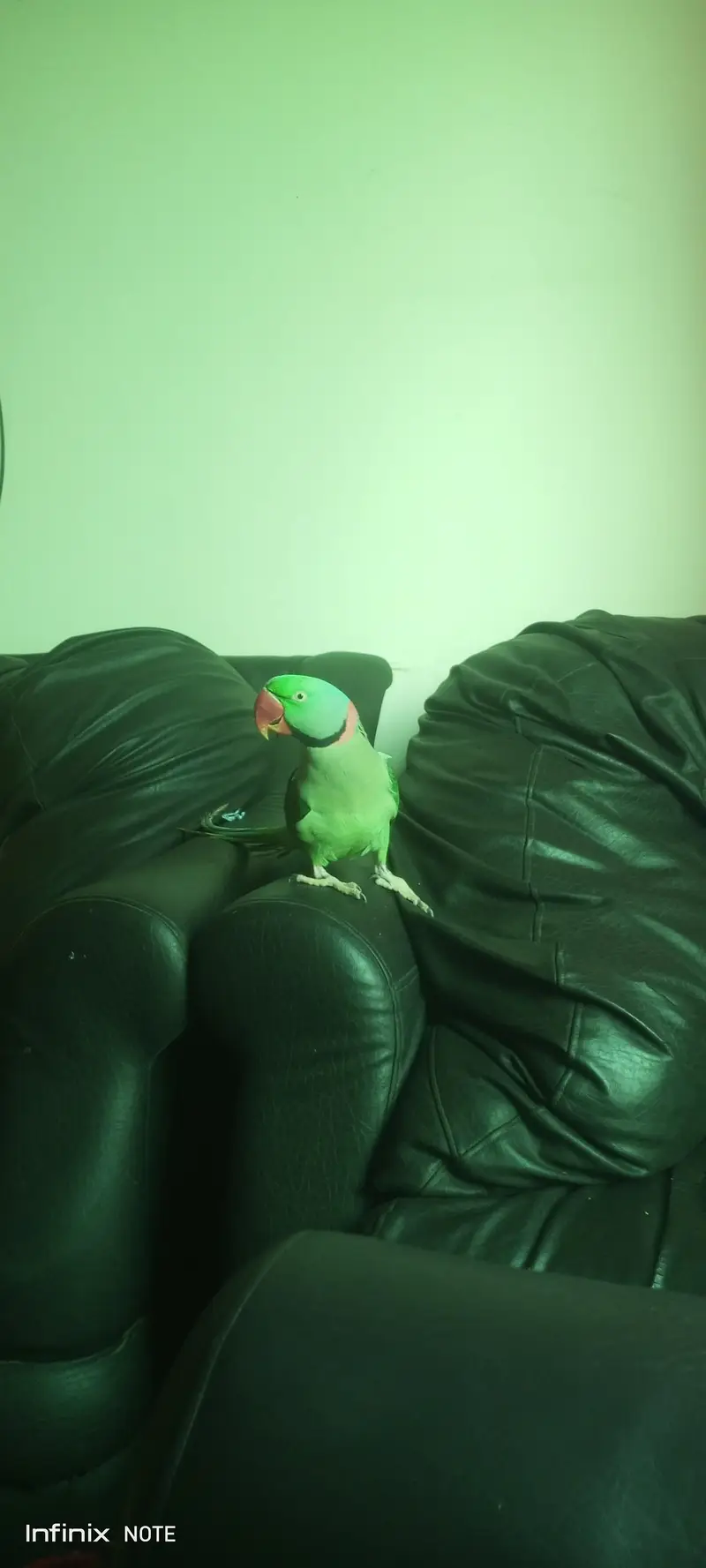 Raw Parrot, adult tame talking  bird — photo 3