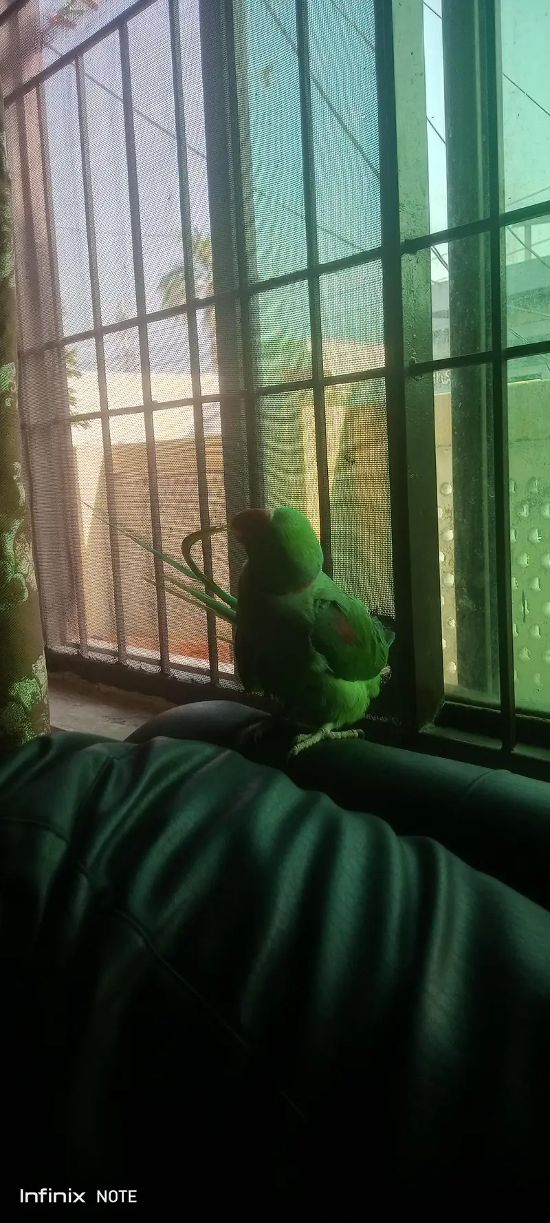 Raw Parrot, adult tame talking  bird — photo 4