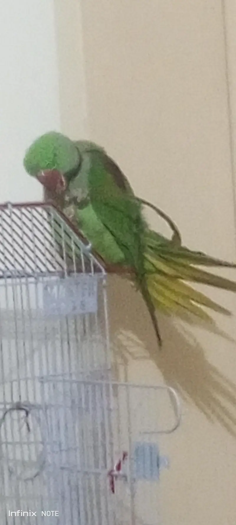 Raw Parrot, adult tame talking  bird — photo 5