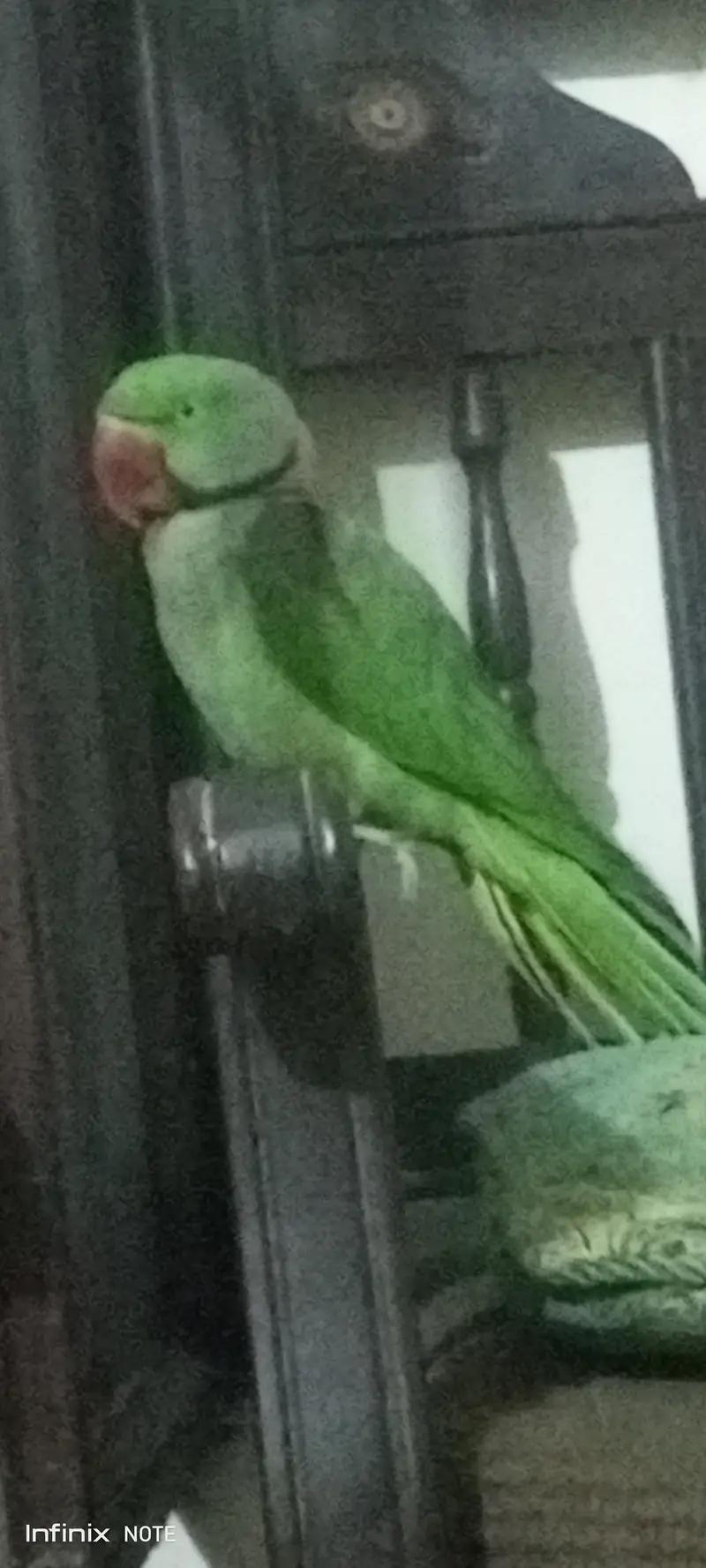 Raw Parrot, adult tame talking  bird — photo 6
