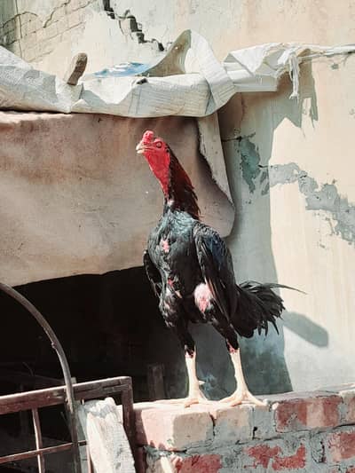 Black lackha patha forsale