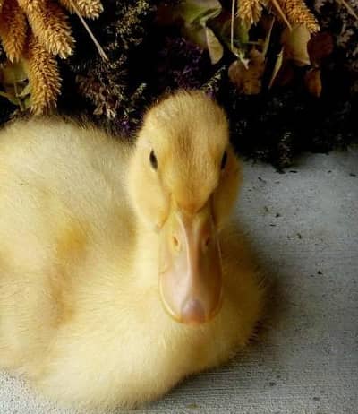 20 day duck pair price 1 thousand