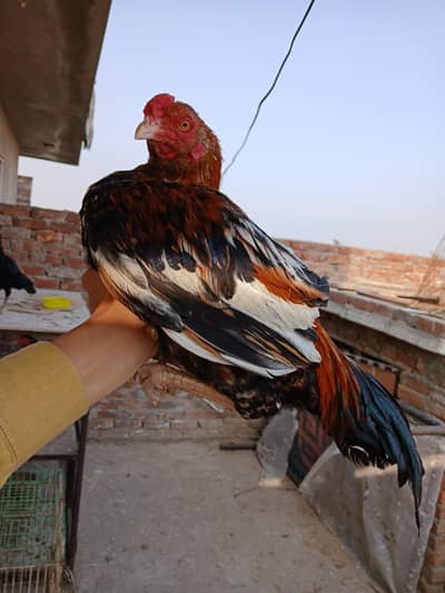 thikri male &thai cross female