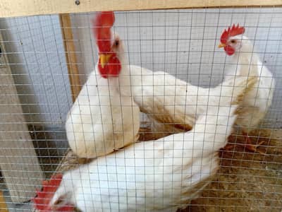 broiler chicken for sale 03008683013