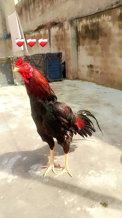 aseel murga for sale strong and healthy