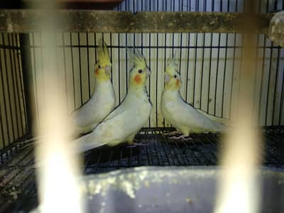 red eyes cocktail confirm breeder pair