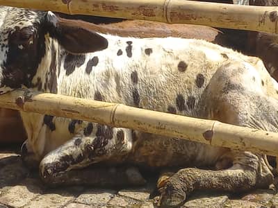 farm k liye boht e  ache wache mashallah healthy and active