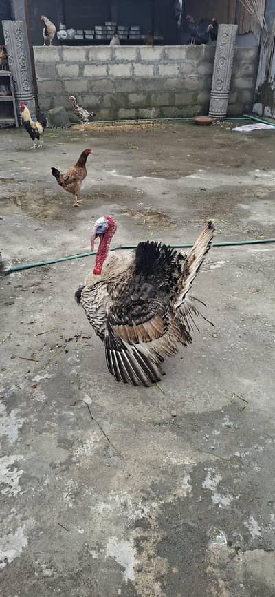 Turkey male. white female