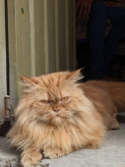 Cute parsion cat for sale 3 coated