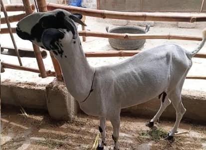 1 Bakre hai Urgent sale Karni hai Pasay ki need hai both