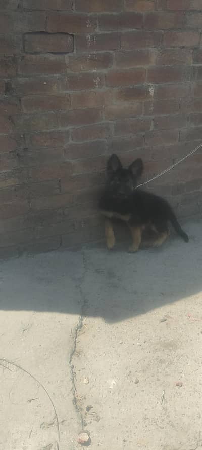 german shafard female puppy