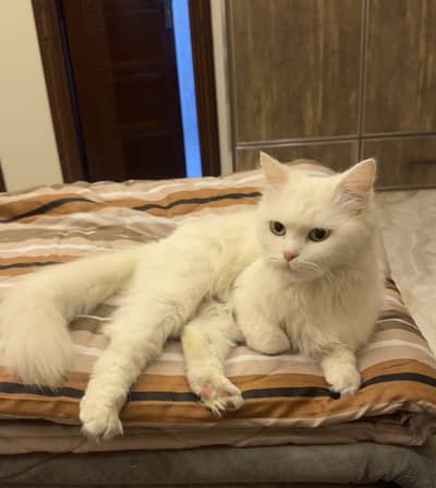 Persian White Cat