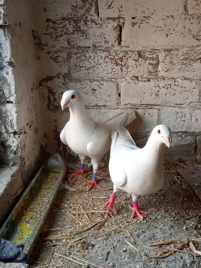 German beauty breeder pair with 2 chick or lakka breeder pair with 1