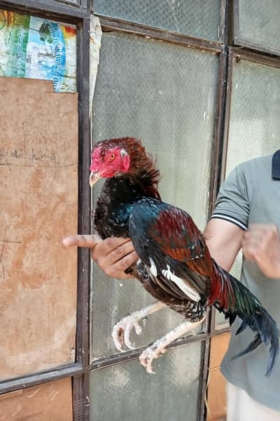 Burmi Hint Cross 03064365643