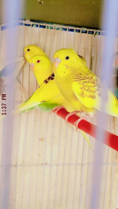 Fellow / Pied and Red Eyes  Budgies