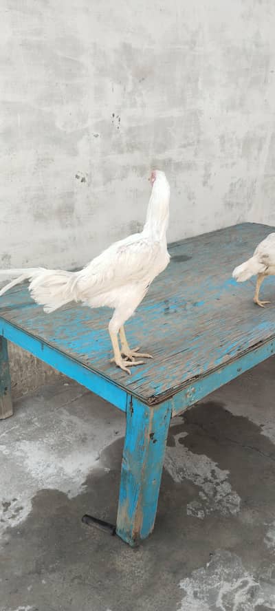 Heera male and paper white female zero size