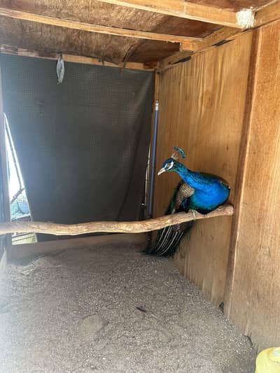 Blue shoulder male peacock in perfect health