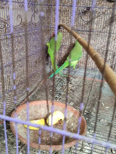 Pakistani parrot with cage