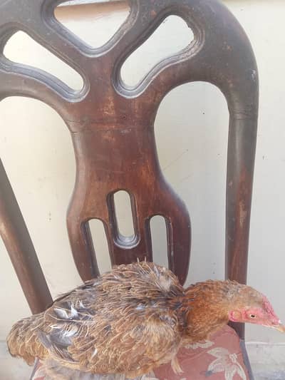 Desi murgha and Desi murghi