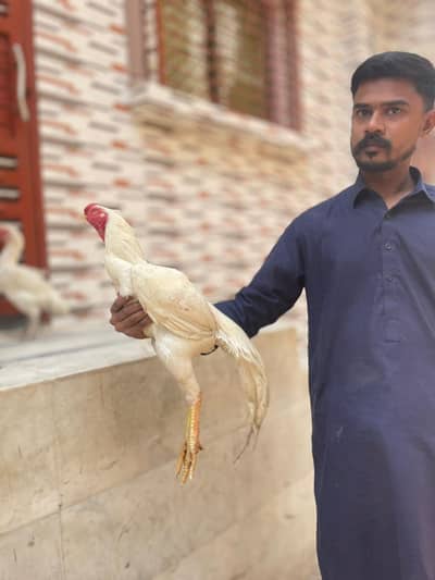 Paperwhite parotbeak white pathay