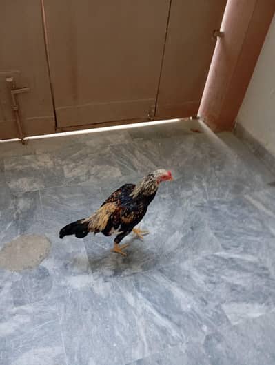 ASSEL Sindhi Rooster