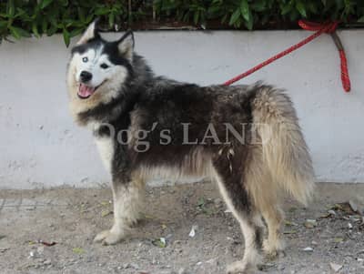 Triple Coat Top Quality Siberian Husky Wolly Coat Breeder Females