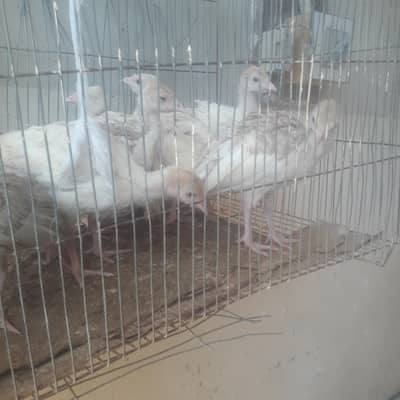 Turkey white  and brown 03403005566 WhatsApp pa bt kara