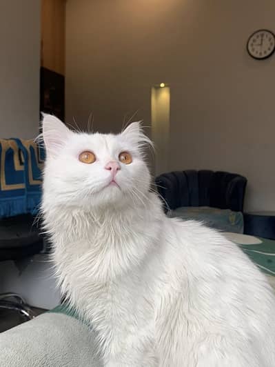 1-Year-Old Male Cat for Adoption – Calm & Fully Trained