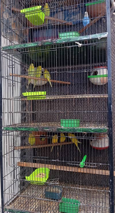 Cage + 6 breader pairs