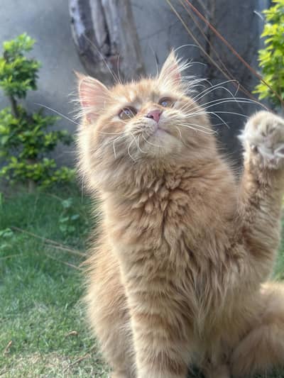 FEMALE PERSIAN KITTY
