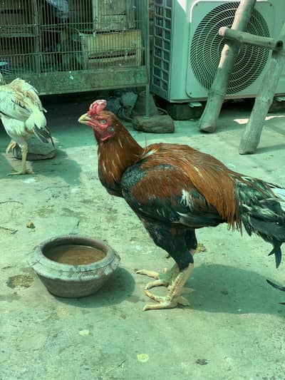 Aseel breed or desi breed for sale