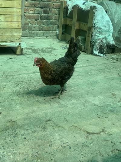 Golden misri murgi and desi murgi ando wali