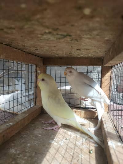 Budgies Australian Available For Sale