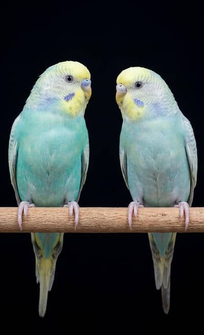 rainbow budgies