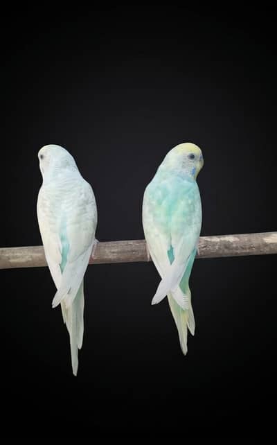 Rare light green,yellow colour  beautiful unique colour