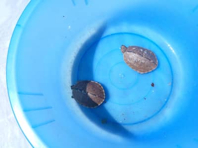 turtles for sale