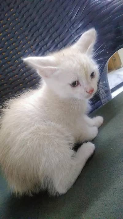 four kittens sale for free