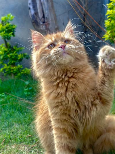 FEMALE PERSIAN KITTEN