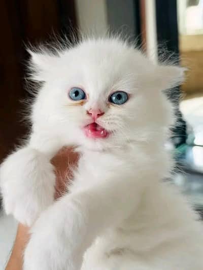 Persian cat for sale my WhatsApp number 0329-70-46-121