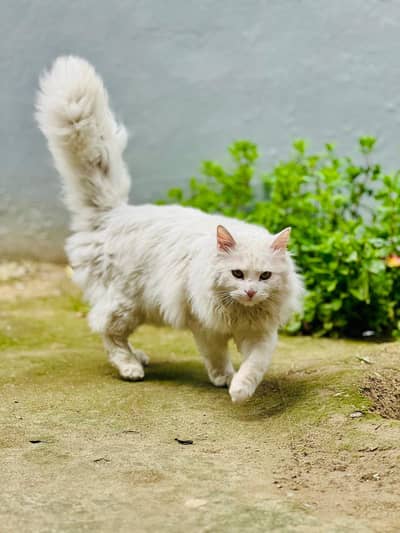 Pure Persian cat urgent sale