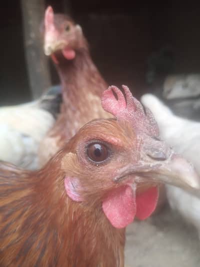 Golden mesri hens egg denay wali