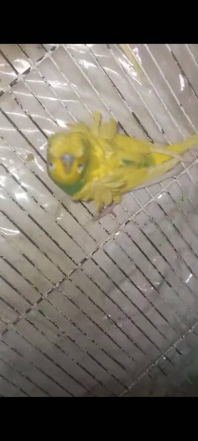 hogoromo pair crested pair for sale contact whatsapp 03052645299