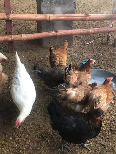 Golden misri Desi hens