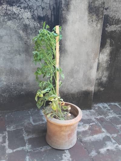Organic Tomato Plants for Sale