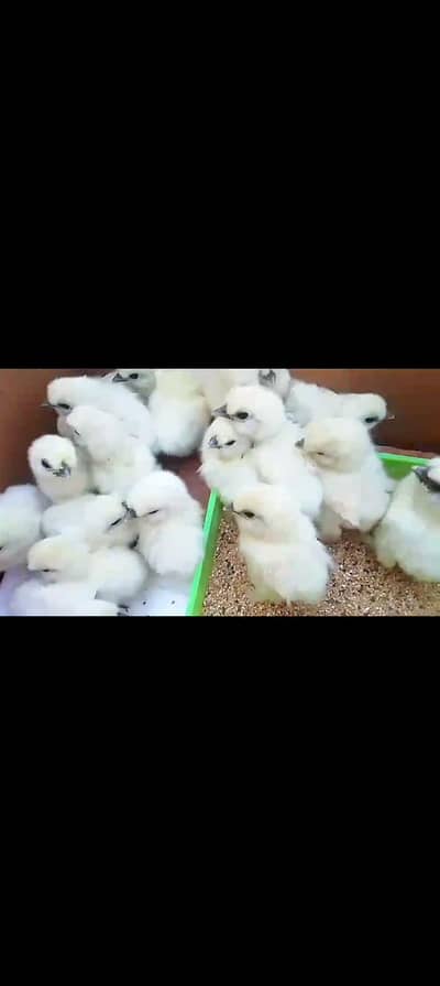 Silkie chicks available for sale 20 days age