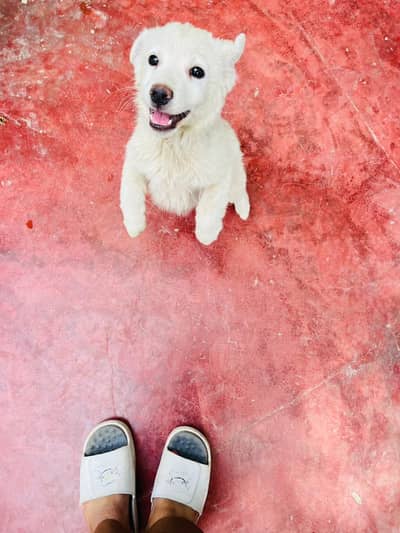 white puppy 4 month age
